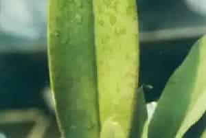 拟蝶唇兰(魔鬼文心兰)养殖方法和注意事项_拟蝶唇兰图片种植时间