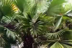 封开蒲葵(香蒲葵)养殖方法和注意事项_封开蒲葵图片种植时间