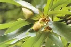 毛桃木莲养殖方法和注意事项_毛桃木莲图片种植时间
