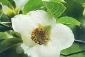 紫茎(天目紫茎 旃檀 马骝光)养殖方法和注意事项_紫茎图片种植时间