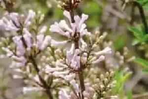 波斯丁香(花叶丁香)养殖方法和注意事项_波斯丁香图片种植时间
