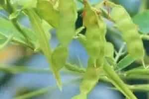 跳舞草(舞草 钟萼豆)养殖方法和注意事项_跳舞草图片种植时间