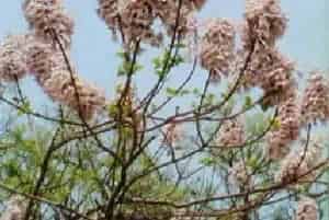 兰考泡桐养殖方法和注意事项_兰考泡桐图片种植时间