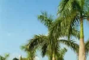 王棕(大王椰子)养殖方法和注意事项_王棕图片种植时间