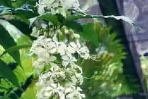 垂茉莉(黑叶龙吐珠)养殖方法和注意事项_垂茉莉图片种植时间