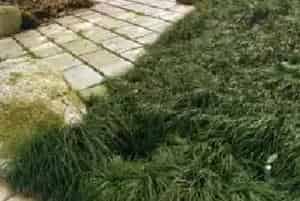 麦冬(沿阶草 麦门冬)养殖方法和注意事项_麦冬图片种植时间