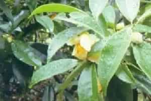 大头茶(大山皮 楠木树)养殖方法和注意事项_大头茶图片种植时间