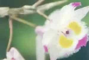 齿瓣石斛(大黄草 旱马棒)养殖方法和注意事项_齿瓣石斛图片种植时间