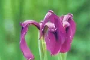 玉蝉花(东北鸢尾 紫花鸢尾)养殖方法和注意事项_玉蝉花图片种植时间