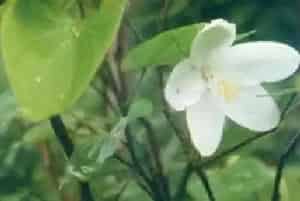 矮白花羊蹄甲(白花羊蹄甲)养殖方法和注意事项_矮白花羊蹄甲图片种植时间