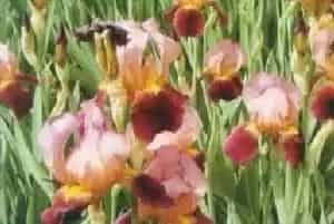 德国鸢尾(蓝紫花)养殖方法和注意事项_德国鸢尾图片种植时间